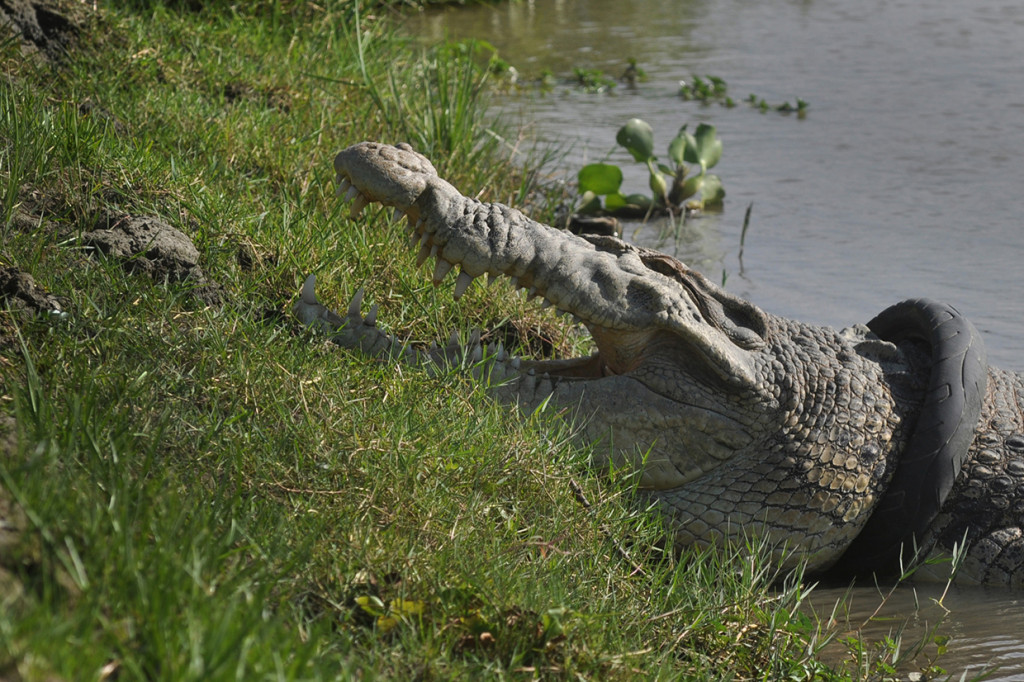 Seekor buaya liar yang terjerat ban sepeda motor saat muncul ke permukaan sungai di Palu, Sulawesi Tengah. 