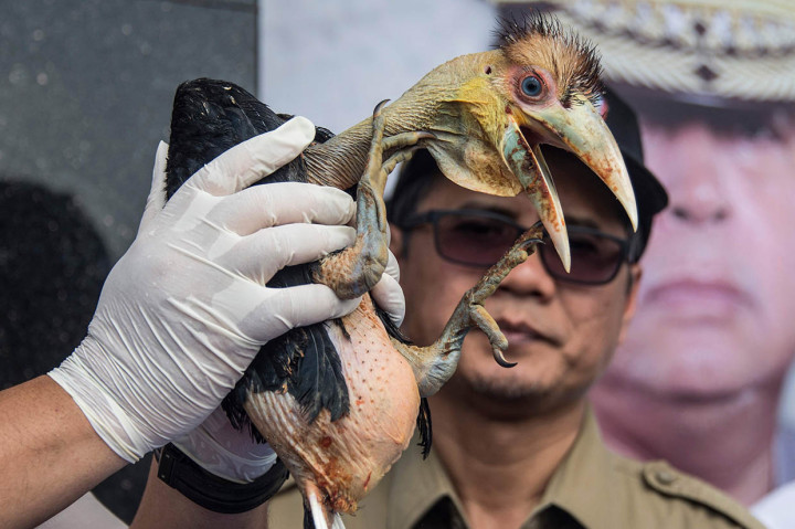 Petugas menunjukkan barang bukti burung yang berhasil disita saat ungkap kasus perdagangan satwa dilindungi, di Polda Jawa Timur, Surabaya, Jawa Timur, Selasa, 4 Februari 2020. AFP PHOTO/Juni Kriswanto