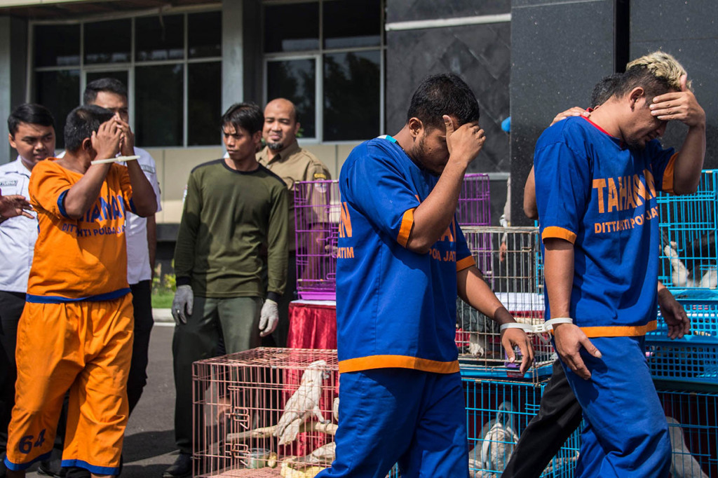 Ditreskrimsus Polda Jawa Timur menangkap lima tersangka atas kasus memperdagangkan satwa dilindungi. Para tersangka menjual satwa langka secara online. AFP PHOTO/Juni Kriswanto