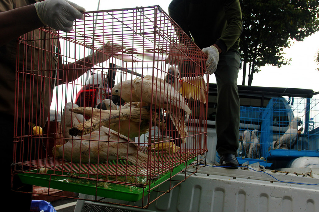 Dari tangan tersangka polisi mengamankan 19 ekor kakatua maluku (Cacatua moluccensis), sejumlah burung elang, satu ekor rangkong badak (Buceros rhinoceros), dan 610 cangkang kerang berbagai jenis. ANTARA FOTO/Didik Suhartono