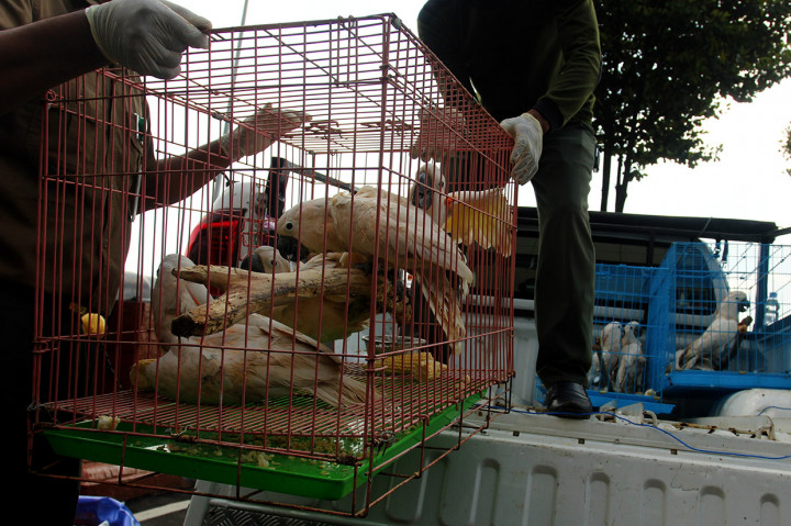 Dari tangan tersangka polisi mengamankan 19 ekor kakatua maluku (Cacatua moluccensis), sejumlah burung elang, satu ekor rangkong badak (Buceros rhinoceros), dan 610 cangkang kerang berbagai jenis. ANTARA FOTO/Didik Suhartono