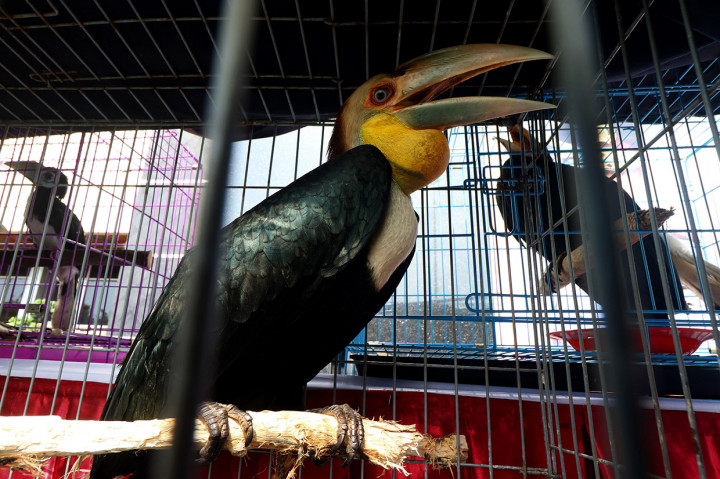 Para tersangka diancam dengan Pasal 40 ayat (2) dan Pasal 21 ayat (2) Undang-Undang nomor 5 Tahun 1990 tentang Konservasi Sumber Daya Alam Hayati dan Ekosistem. Adapun ancaman hukumannya maksimal empat tahun penjara dan denda Rp100 juta. ANTARA FOTO/Didik Suhartono