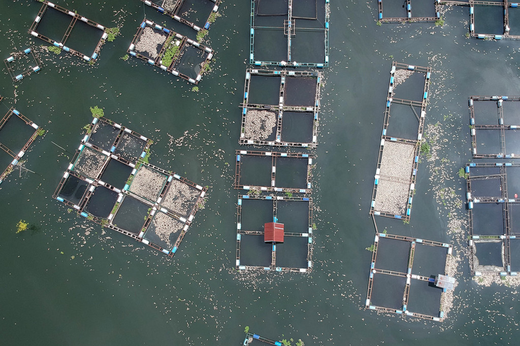 Foto udara kondisi ikan-ikan yang mati di keramba jaring apung (KJA), Linggai, Danau Maninjau, Kabupaten Agam, Sumatera Barat, Jumat, 7 Februari 2020. 