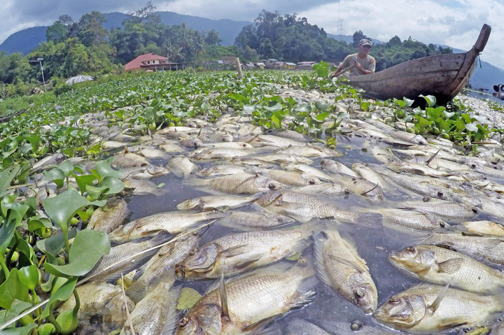 Akibat kematia massal ikan tersebut, petani mengalami kerugian mencapai Rp1,64 miliar. Saat ini pemerintah kecamatan sedang mencari lokasi penguburan bangkai ikan tersebut.