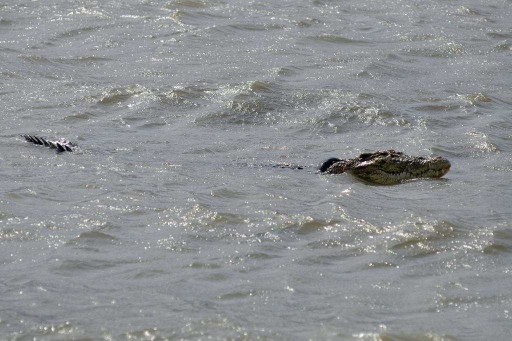 Namun hingga Jumat, 7 Februari 2020, upaya penangkapan buaya berkalung ban tersebut belum membuahkan hasil. Petugas kesulitan karena binatang liar tersebut berpindah-pindah tempat.