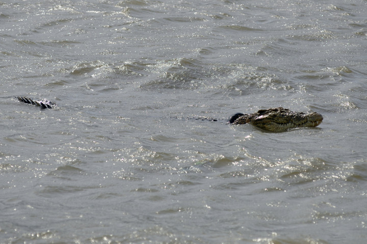 Namun hingga Jumat, 7 Februari 2020, upaya penangkapan buaya berkalung ban tersebut belum membuahkan hasil. Petugas kesulitan karena binatang liar tersebut berpindah-pindah tempat.