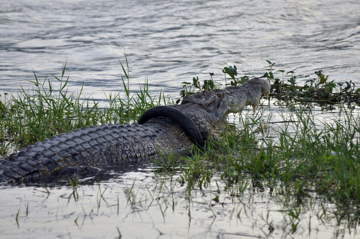 Berbagai upaya telah dilakukan untuk menyelamatkan buaya berkalung ban di Sungai Palu tersebut, namun hingga kini belum membuahkan hasil. Petugas kesulitan karena binatang liar tersebut selalu berpindah-pindah tempat saat akan dievakuasi.