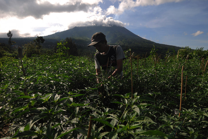 Sejumlah warga di kawasan lereng gunung di Kecamatan Selo, Kabupaten Boyolali, Jawa Tengah, masih melakukan aktivitas bertani seperti biasa meski Gunung Merapi mengeluarkan erupsi dengan tinggi 2.000 meter dari puncak. 