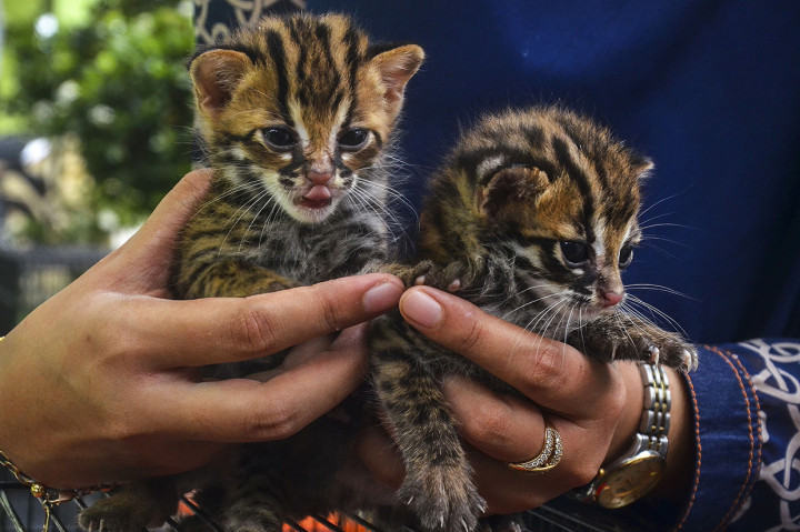 Petugas Balai Besar Konservasi Sumber Daya Alam (BBKSDA) Provinsi Riau tengah memperlihatkan dua ekor bayi kucing hutan yang diselamatkan warga di Kota Pekanbaru, Riau, Selasa, 18 Februari 2020. 