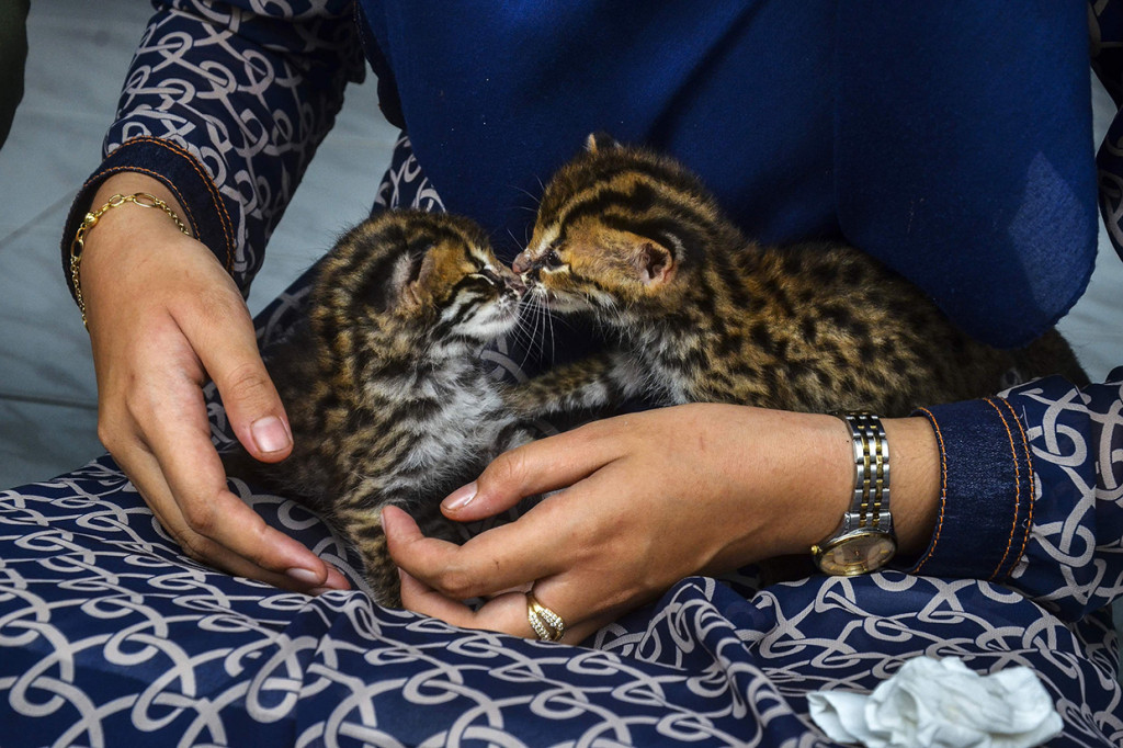 Dua ekor satwa bernama latin Felis bengalensis yang diperkirakan berusia tiga minggu itu ditemukan warga saat membersihkan lahan di Kelurahan Labuh Baru Barat, Kecamatan Payung Sekali, Kota Pekanbaru. Setelah menerima pengaduan dari warga, Tim Rescue BBKSDA Riau langsung mengevakuasi binatang langka tersebut.