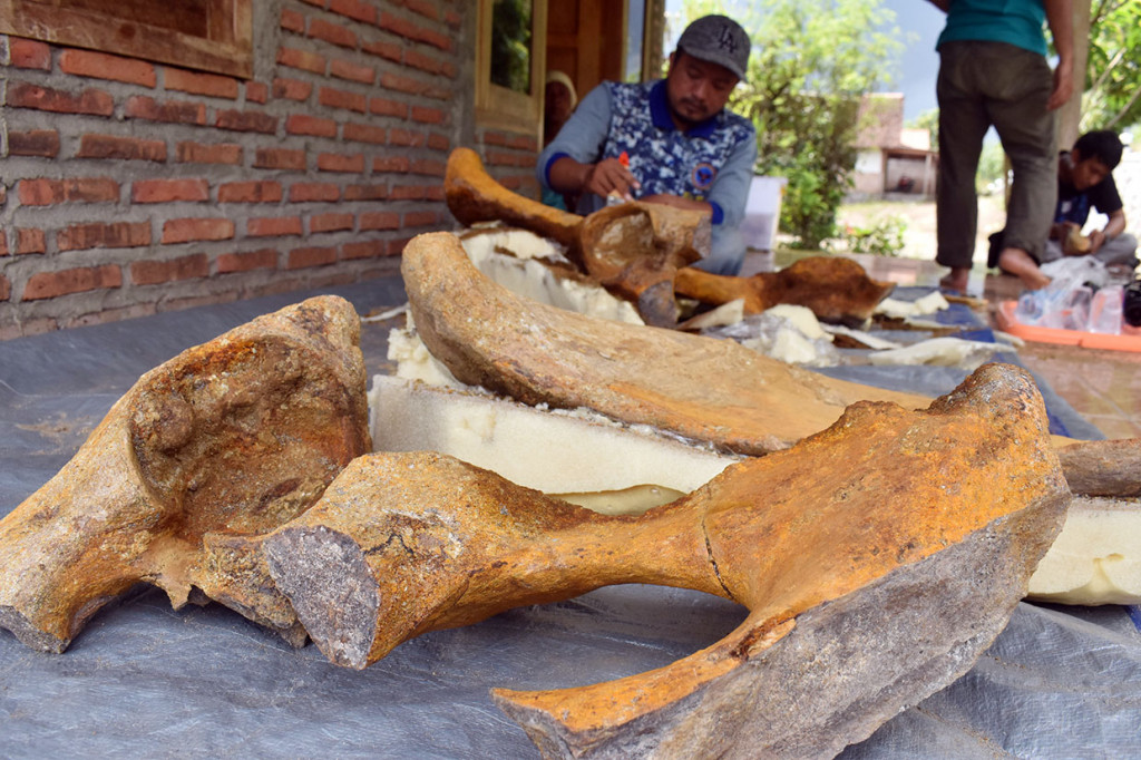 Menurut petugas, fragmen fosil tulang pinggul gajah tersebut diperkirakan berumur antara 300 ribu hingga 900 ribu tahun yang lalu karena ditemukan di lapisan kabuh.