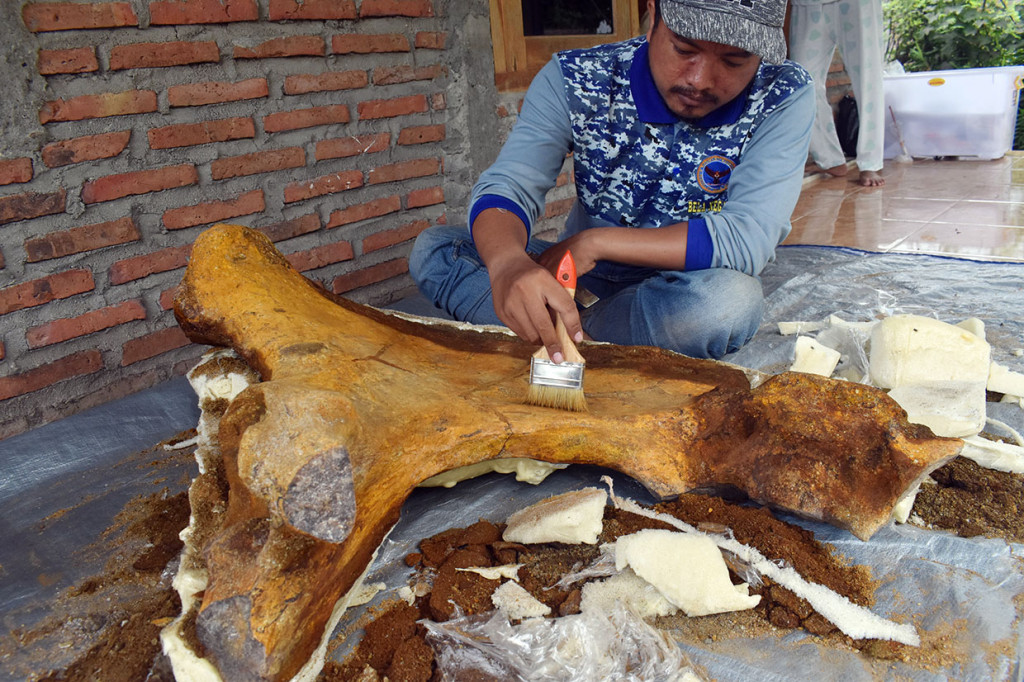 Fragmen-fragmen fosil tersebut ditemukan di area ladang dan permukiman penduduk di Desa Sumberbendo, Kecamatan Saradan, Kabupaten Madiun. Lokasi penemuan diperkirakan bekas daerah subur, selain berupa daratan, juga laut, maupun rawa.