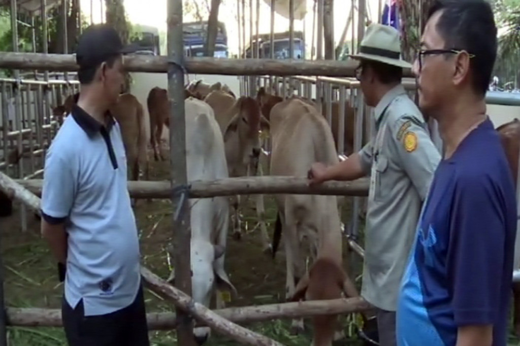 Kementerian Pertanian menyerahkan 20 ekor sapi kepada Yayasan Sukma untuk acara acara Kenduri Kebangsaan di Kabupaten Bireuen, Provinsi Aceh, Sabtu, 22 Februari 2020. Sebanyak 20 ekor sapi lokal tersebut diserahkan oleh Balai Pembibitan Ternak Unggul dan Hijauan Pakan Ternak (BPTUHPT) Indra Puri, Aceh Besar yang mewakili Kementan.