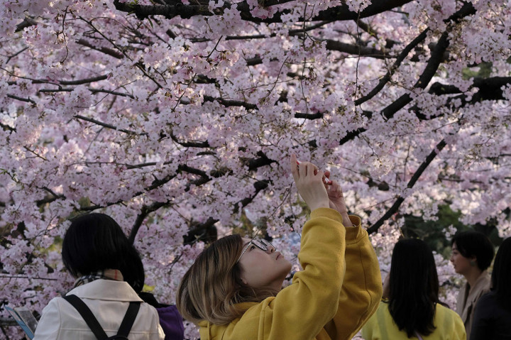 Seorang perempuan tengah mengambil foto bunga sakura yang bermekaran di Tokyo, Jepang pada 27 Maret 2019 lalu. Festival bunga sakura di Jepang telah dibatalkan menyusul lonjakan kasus virus korona (Covid-19).