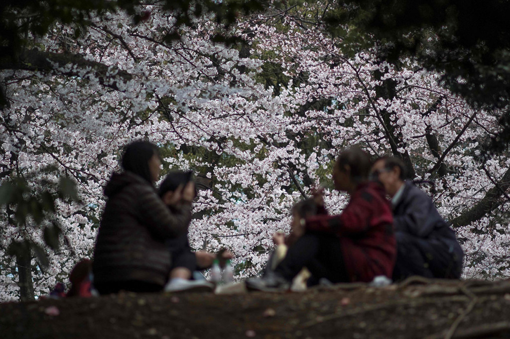 Perayaan musim semi tradisional di Tokyo dan Osaka, yang menarik jutaan wisatawan yang ingin melihat dan mengabadikan bunga putih dan merah muda tersebut, tidak akan berjalan sesuai rencana pada April mendatang.