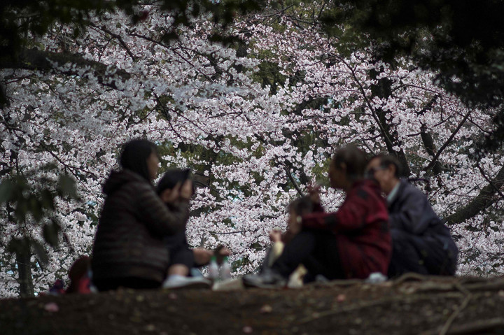 Perayaan musim semi tradisional di Tokyo dan Osaka, yang menarik jutaan wisatawan yang ingin melihat dan mengabadikan bunga putih dan merah muda tersebut, tidak akan berjalan sesuai rencana pada April mendatang.