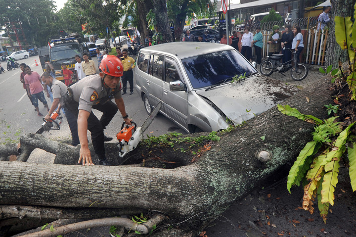 Data BPBD Padang, pohon tersebut menimpa dua unit mobil yang sedang parkir. Pohon tumbang diduga akibat lapuk dan sudah tua. Tak ada korban jiwa akibat kejadian tersebut.