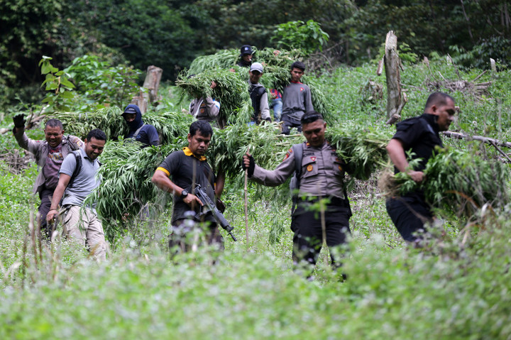 Tim gabungan yang terdiri dari personel Satuan Narkoba Polres Aceh Besar, aparat TNI Kodim 0101 BS, petugas Kejaksaan dan unsur Pemkab Aceh Besar membawa barang bukti tanaman ganja siap panen di kawasan pegunungan Kuta Malaka, Aceh Besar, Aceh.