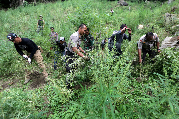 Tim gabungan tersebut memusnahan lima hektar tanaman ganja dan membawa sekitar 5.000 batang sebagai barang bukti.