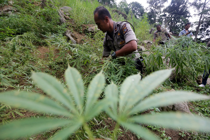 Waka Polres Aceh Besar Kompol Pradana Aditya bersama personel tim gabungan mencabut tanaman ganja siap panen di kawasan pegunungan Kuta Malaka, Aceh Besar, Aceh.