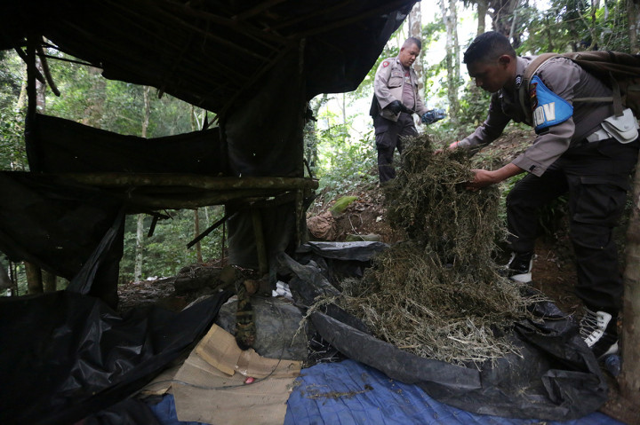 Personil Polres Aceh Besar menyita ganja kering di pondok petani di ladang ganja kawasan pegunungan Kuta Malaka, Aceh Besar, Aceh.
