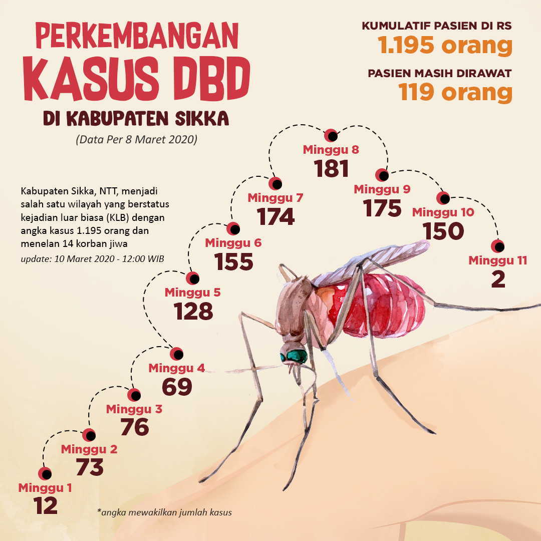 Perkembangan Kasus DBD di Kabupaten Sikka  Medcom.id