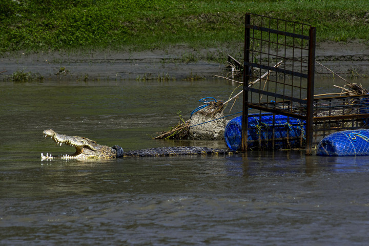 Sementara itu upaya penyelamatan yang terus menerus membuat perilaku buaya berkalung ban berubah dengan terlihat lebih agresif dan sulit didekati.
