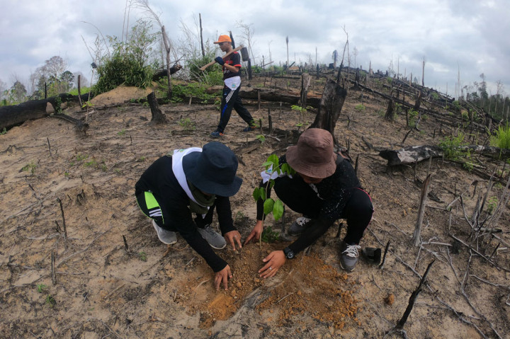 227.250 pohon ditanam TNI pulihkan lahan bekas karhutla di Kaltim-Kaltara