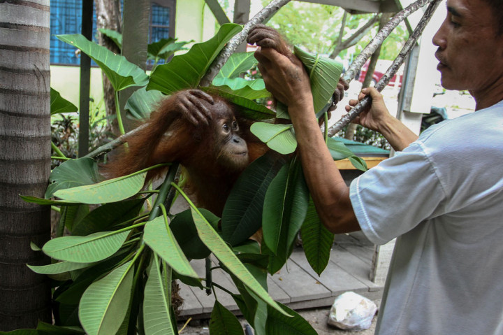 Petugas Klinik Satwa BBKSDA Riau bermain bersama seekor bayi orang utan (Pongo abelli) yang berhasil diselamatkan dari perdagangan gelap di Pekanbaru, Riau, Sabtu, 21 Maret 2020. 