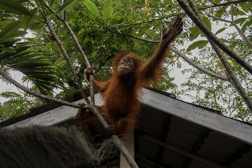 Bayi orang utan tersebut diselamatkan oleh Balai Penegakan Hukum Kementerian Lingkungan Hidup dan Kehutanan (KLHK) Wilayah Sumatera dari dalam sebuah bus kargo yang akan berangkat menuju Padang, Sumatera Barat.