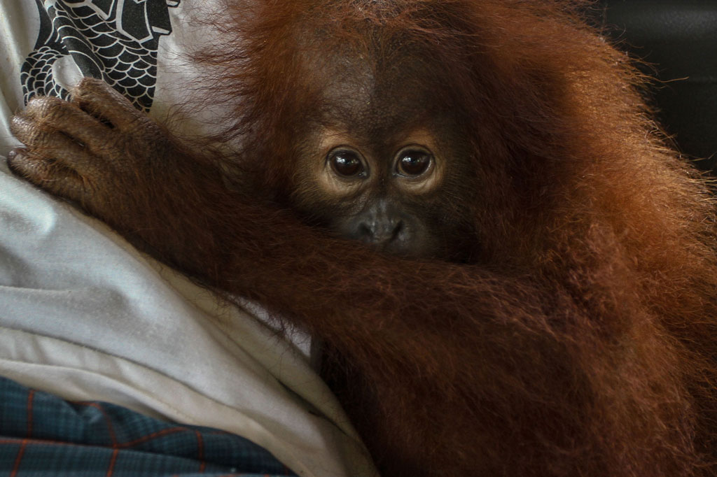 Bayi orang utan tersebut kini masih dalam perawatan pihak Balai Gakkum LHK bersama dengan Dokter Hewan Balai Besar Konservasi Sumber Daya Alam (BBKSDA) Riau. 