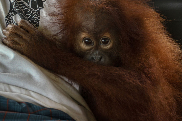 Bayi orang utan tersebut kini masih dalam perawatan pihak Balai Gakkum LHK bersama dengan Dokter Hewan Balai Besar Konservasi Sumber Daya Alam (BBKSDA) Riau. 
