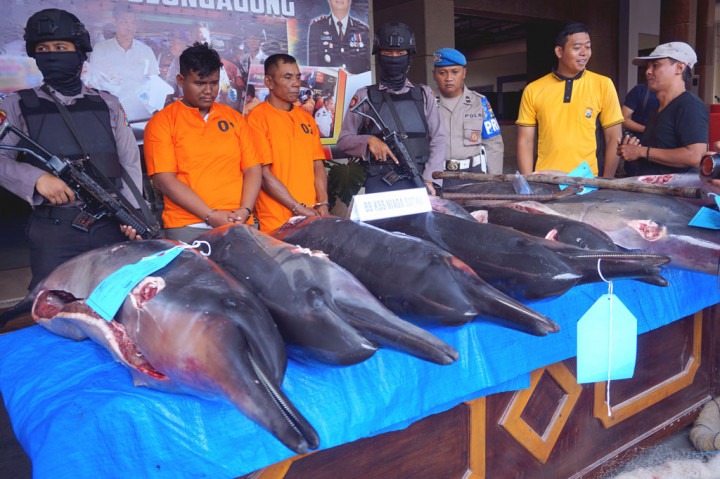 Petugas menghadirkan tersangka dan barang bukti perniagaan sembilan ekor satwa dilindungi jenis lumba-lumba moncong panjang (Delphinus capensis atau Stenella longirostris) di Tulungagung, Jawa Timur, Sabtu, 21 Maret 2020. 