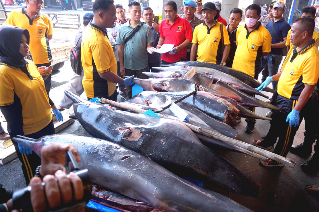Seorang nelayan dan seorang pedagang ikan yang menjadi penadahnya (keduanya berdomisili di kawasan pesisir Pantai Sine, Tulungagung) ditangkap karena terlibat dalam sindikasi perdagangan mamalia laut dilindungi yang masuk kategori Appendix II CITES versi International Union for Conversation of Nature (IUCN) tersebut. 