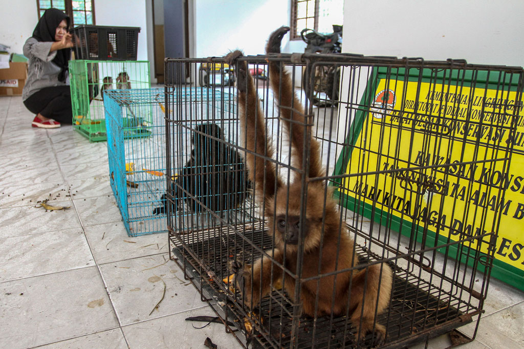 Petugas kesehatan klinik satwa BBKSDA Riau memperlihatkan barang bukti tangkapan hasil operasi penertiban tanaman dan satwa liar (TSL) oleh Balai Gakkum LHK Wilayah II Sumatera berupa satwa dilindungi di Kantor BBKSDA Riau, di Pekanbaru, Riau, Rabu, 1 April 2020. 