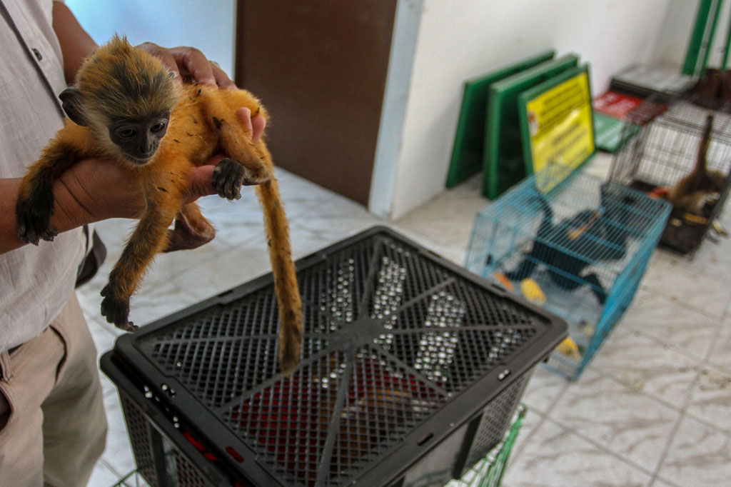 Petugas Gakkum LHK Wilayah II Sumatera mengamankan sebanyak empat ekor owa dan tiga ekor lutung dari tangan seorang pelaku perdagangan liar di jalan lintas Pekanbaru-Sungai Pagar, Kabupaten Kampar. 