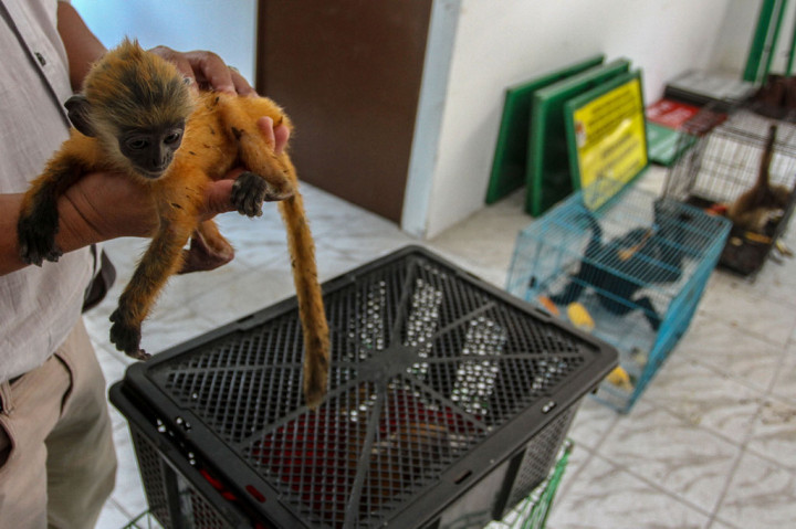 Petugas Gakkum LHK Wilayah II Sumatera mengamankan sebanyak empat ekor owa dan tiga ekor lutung dari tangan seorang pelaku perdagangan liar di jalan lintas Pekanbaru-Sungai Pagar, Kabupaten Kampar. 