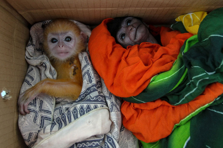 Petugas Gakkum LHK Wilayah II Sumatera mengamankan sebanyak empat ekor owa dan tiga ekor lutung dari tangan seorang pelaku perdagangan liar di jalan lintas Pekanbaru-Sungai Pagar, Kabupaten Kampar. 