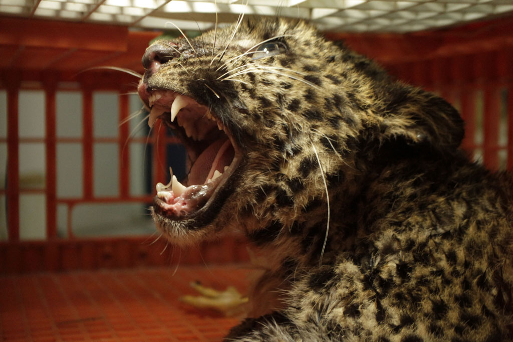 Seekor Macan tutul Jawa (Panthera pardus melas) berada di dalam kandang setelah terjebak di dalam area peternakan pembibitan ayam di Desa Sukajaya, Kabupaten Sukabumi, Jawa Barat, Jumat, 3 April 2020.