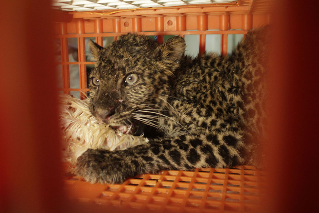 Macan tutul yang merupakan satwa endemik Pulau Jawa dan termasuk salah satu satwa dilindungi dengan status terancam punah tersebut kemungkinan kelaparan sehingga mendatangi area peternakan pembibitan ayam.