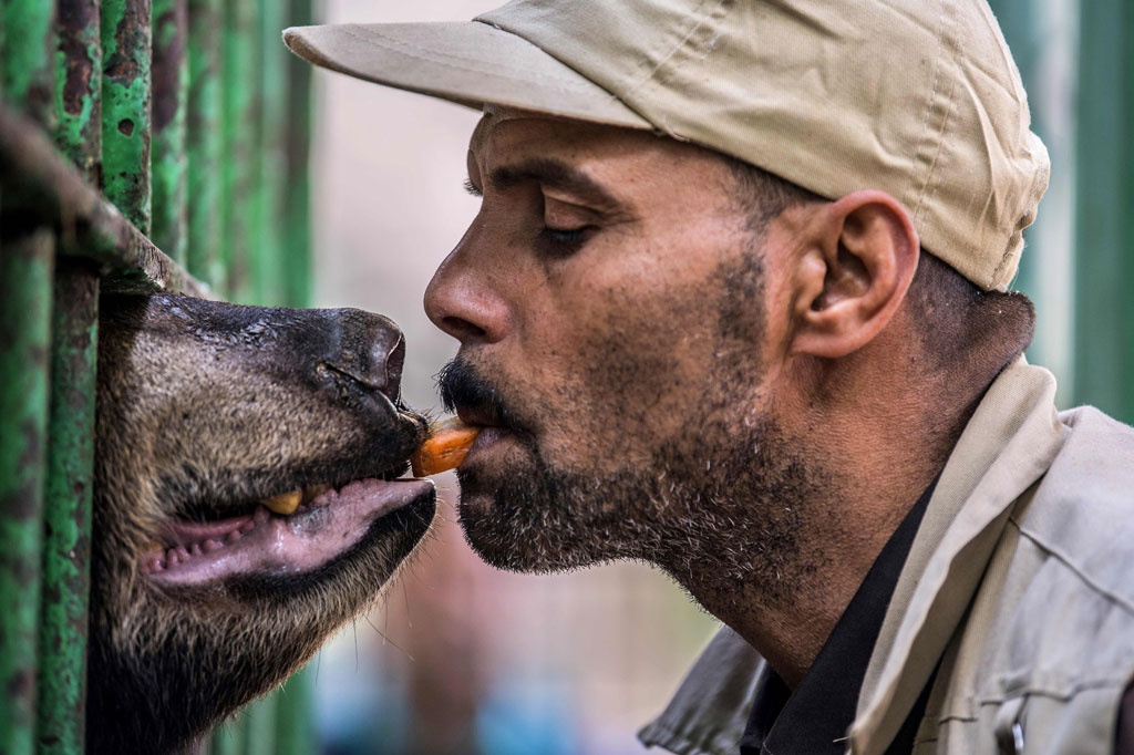 Penjaga kebun binatang tengah memberi makan seekor beruang dengan mulutnya di Kebun Binatang Giza, Kairo, Mesir.