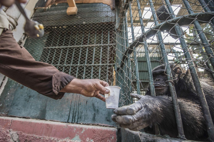 Kebun binatang di Giza, di seberang sungai Nil dari pusat Kairo, adalah salah satu dari sedikit ruang hijau di kota berpenduduk 23 juta orang yang biasanya ramai pengunjung.