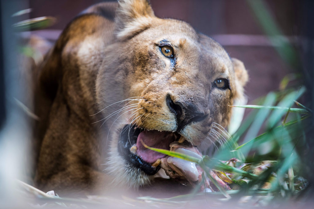 Mesir, seperti negara lain, sedang mencoba menekan penyebaran virus korona dengan membatasi aktivitas manusia. Negara itu memberlakukan jam malam dan menutup sekolah, masjid, serta tempat wisata termasuk piramida.
