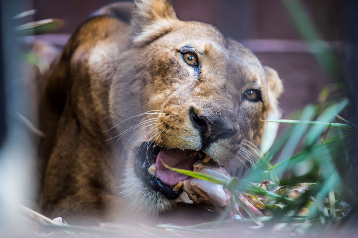 Mesir, seperti negara lain, sedang mencoba menekan penyebaran virus korona dengan membatasi aktivitas manusia. Negara itu memberlakukan jam malam dan menutup sekolah, masjid, serta tempat wisata termasuk piramida.