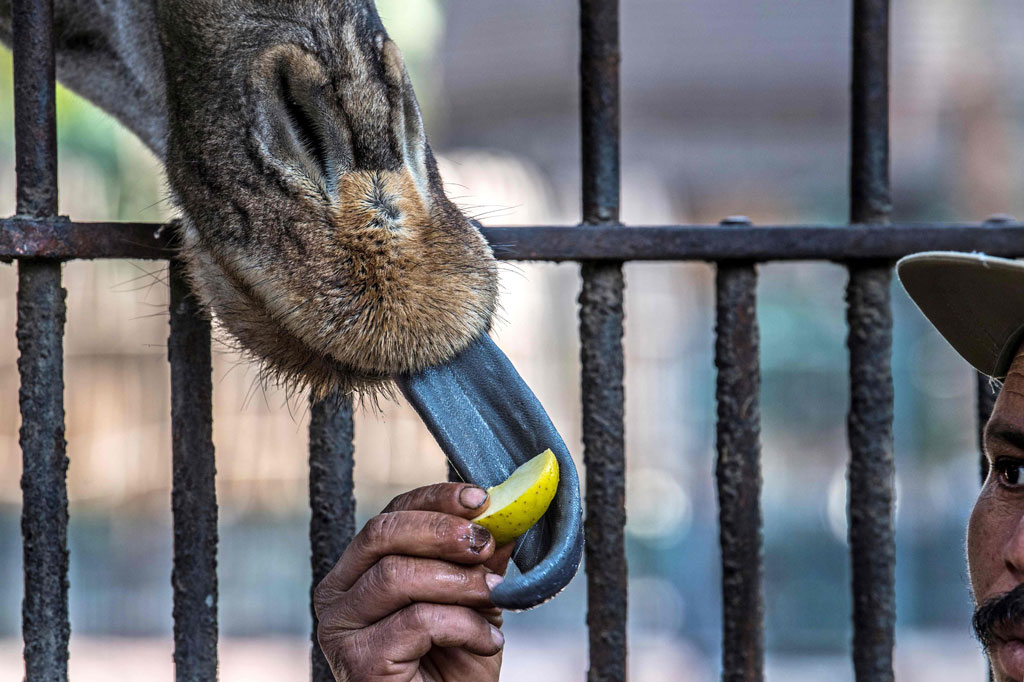 Kini para penjaga binatang berkeliling di jalan sepi, memberi makanan lewat jeruji pagar dan membawa jerami baru ke kandang binatang.