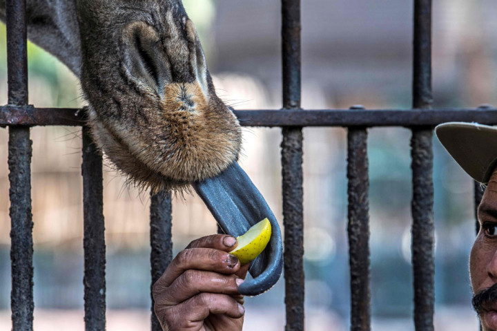 Kini para penjaga binatang berkeliling di jalan sepi, memberi makanan lewat jeruji pagar dan membawa jerami baru ke kandang binatang.