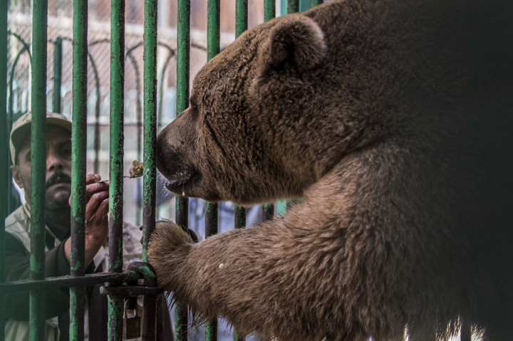 Monyet, singa, dan jerapah, serta binatang lainnya bersama para pengasuh di kebun binatang Kairo kini tengah menghadapi suasana sepi dan tenang. Peristiwa tersebut sangat jarang terjadi. Hal ini disebabkan merebaknya wabah virus korona jenis baru (covid-19) yang membuat pengunjung berdiam diri di rumah.