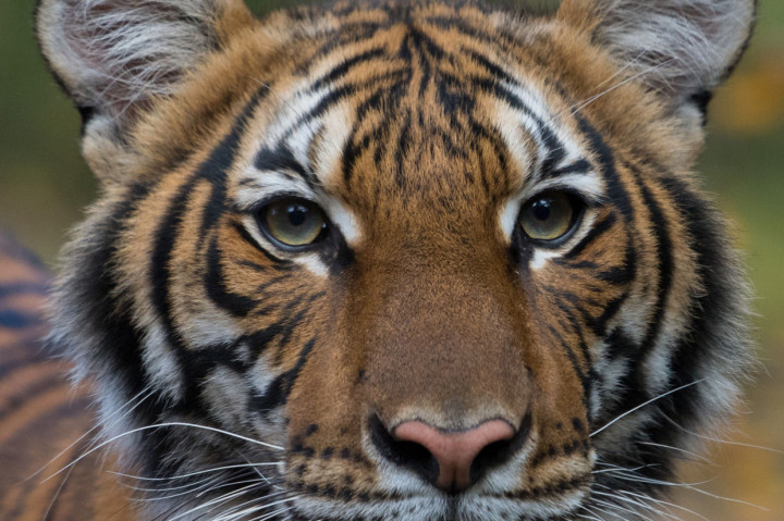 Diyakini bahwa harimau ini tertular dari salah satu pawangnya yang terinfeksi virus Korona tanpa menunjukkan gejala (asymptomatic) apapun.