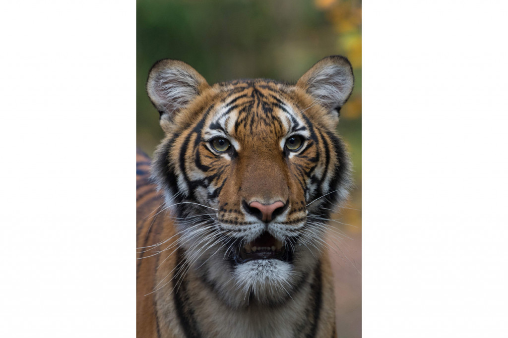 Harimau betina yang bernama Nadia di kebun binatang Bronx, New York, dinyatakan positif virus Korona (Covid-19).