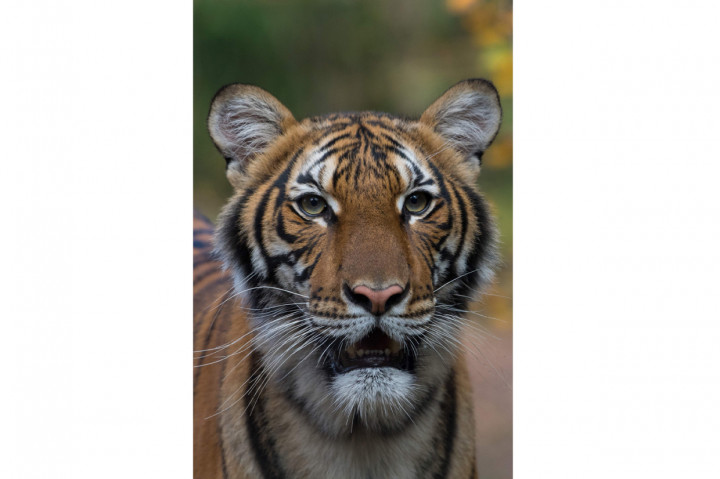 Harimau betina yang bernama Nadia di kebun binatang Bronx, New York, dinyatakan positif virus Korona (Covid-19).